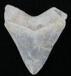 Beautiful Serrated Bone Valley Megalodon Tooth #25622-1